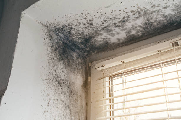 Affordable Mold Inspection And Testing solutions in Halifax, VA